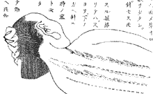 鍼術秘要図08