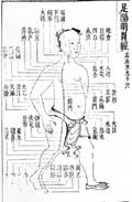 胃経／類経図翼
