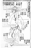 胆経／類経図翼