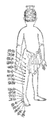 鍼灸資生経図譜35