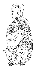 経絡図（蔵府）