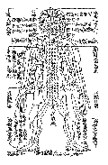 経絡図（正面）