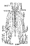 経絡図（背面）