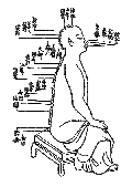督脉