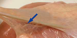 鶏のファシア