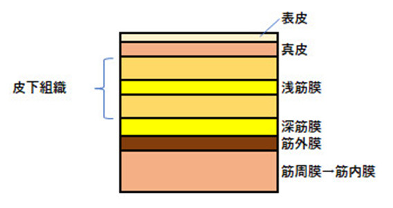 筋膜の構造