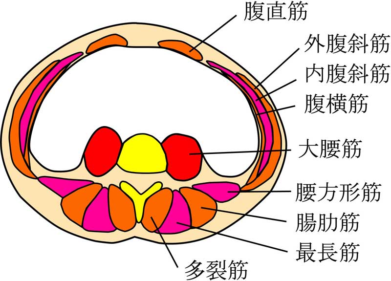 腰部断面図のイメージ